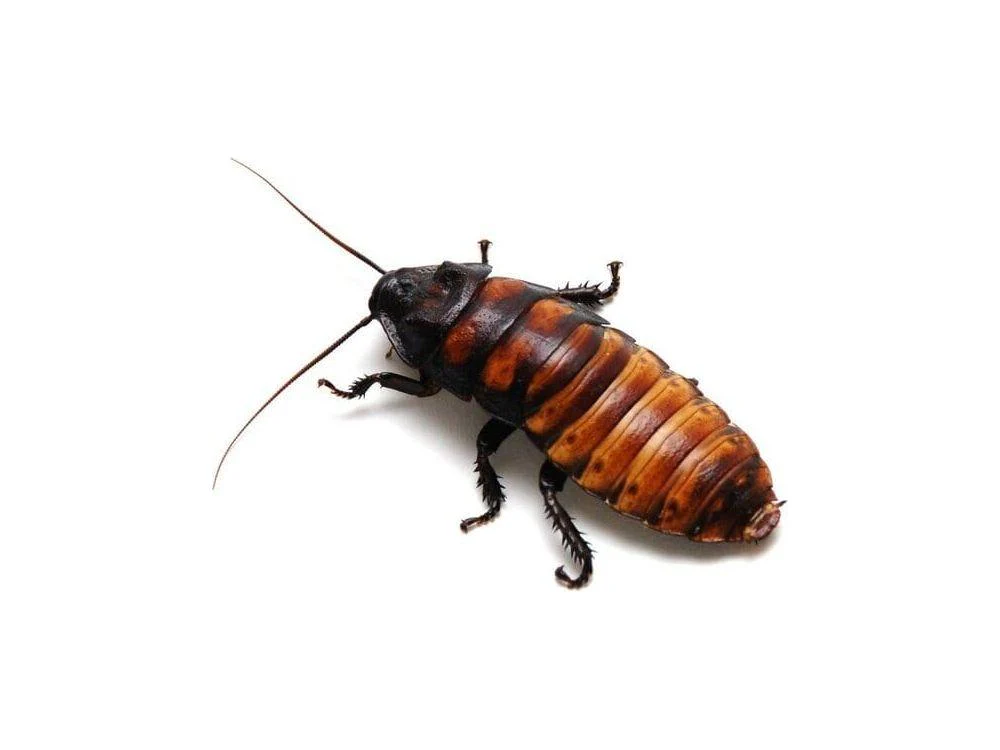Adult Female Madagascar Hissing Cockroach