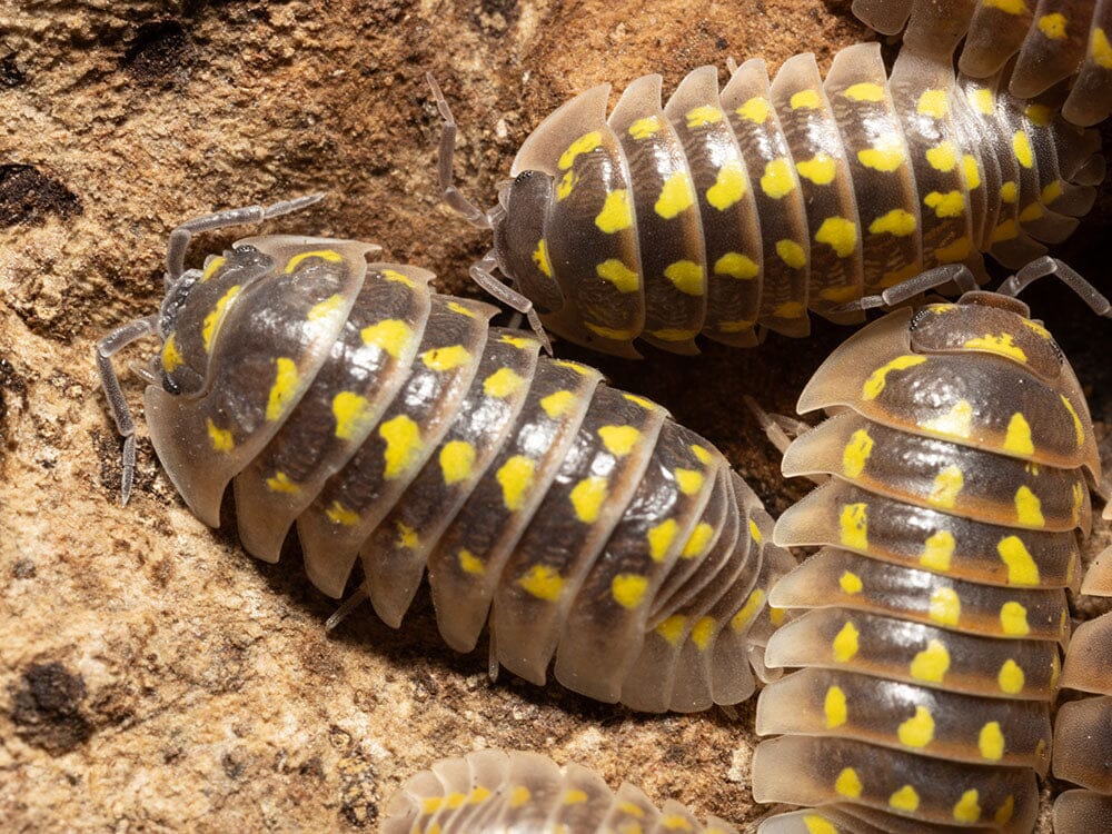 "High Yellow Spotted Giant" isopods (Armadillidium Gestroi)