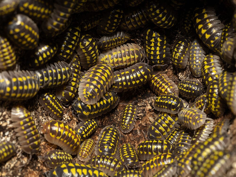 "High Yellow Spotted Giant" isopods (Armadillidium Gestroi) - Image 10