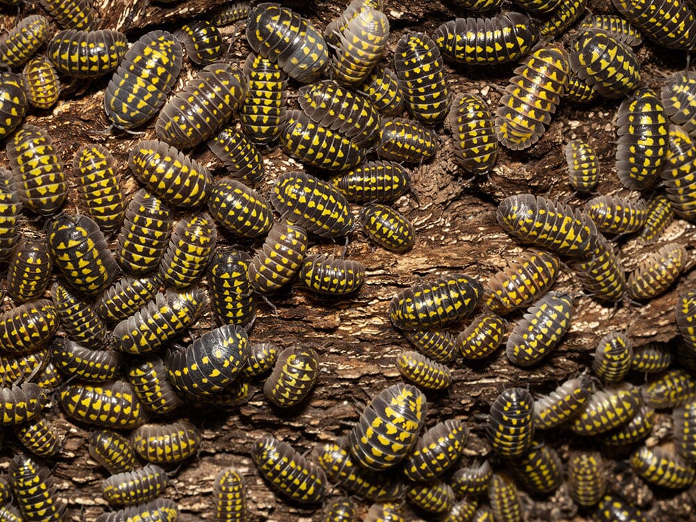 "High Yellow Spotted Giant" isopods (Armadillidium Gestroi) - Image 11