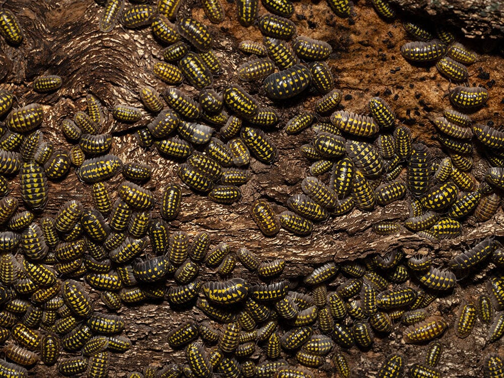 "High Yellow Spotted Giant" isopods (Armadillidium Gestroi) - Image 12