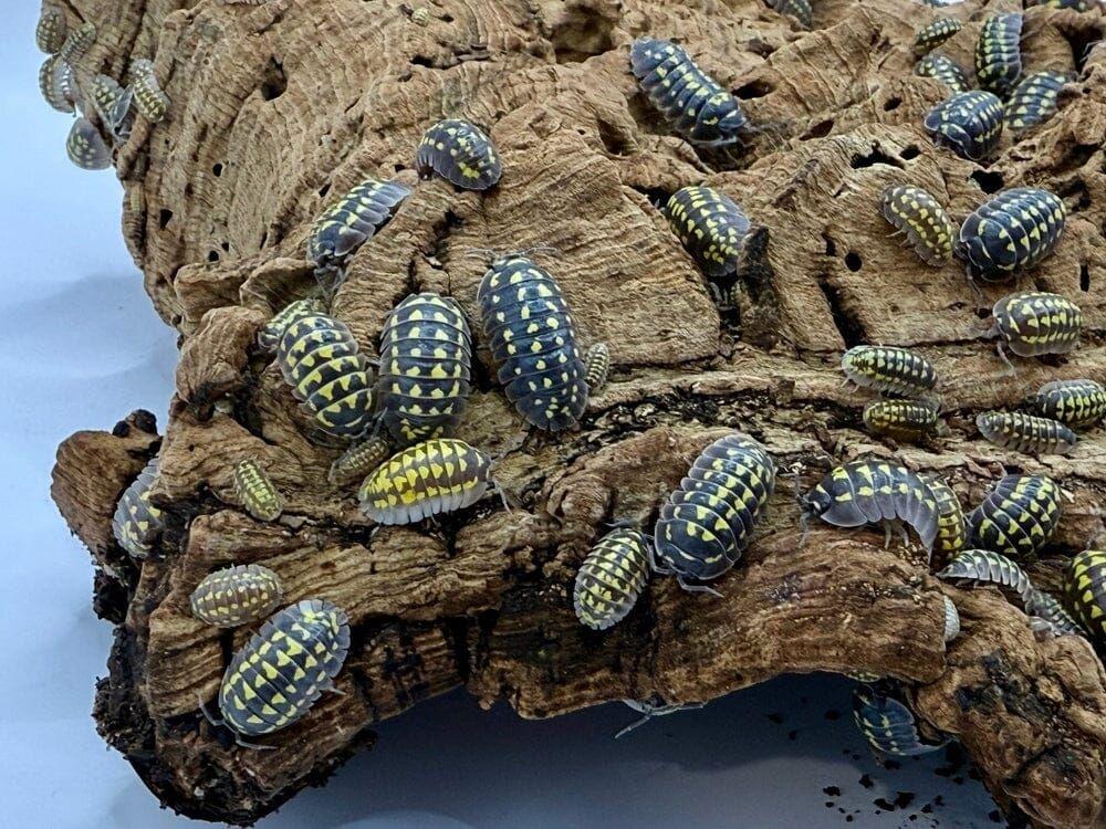 "High Yellow Spotted Giant" isopods (Armadillidium Gestroi) - Image 2