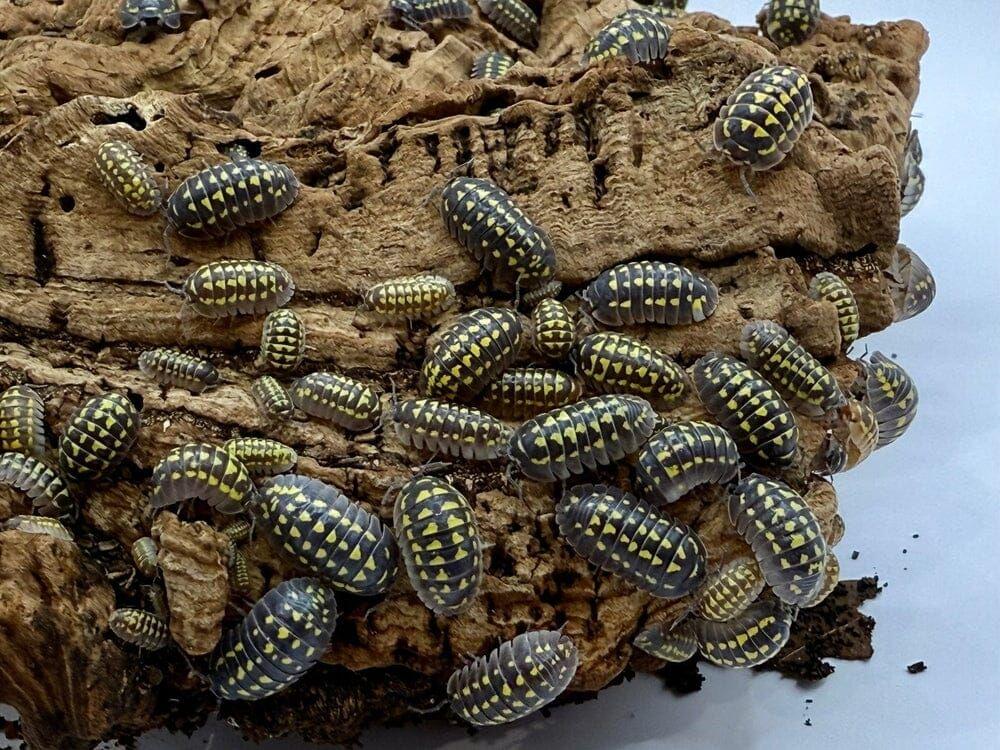 "High Yellow Spotted Giant" isopods (Armadillidium Gestroi) - Image 3