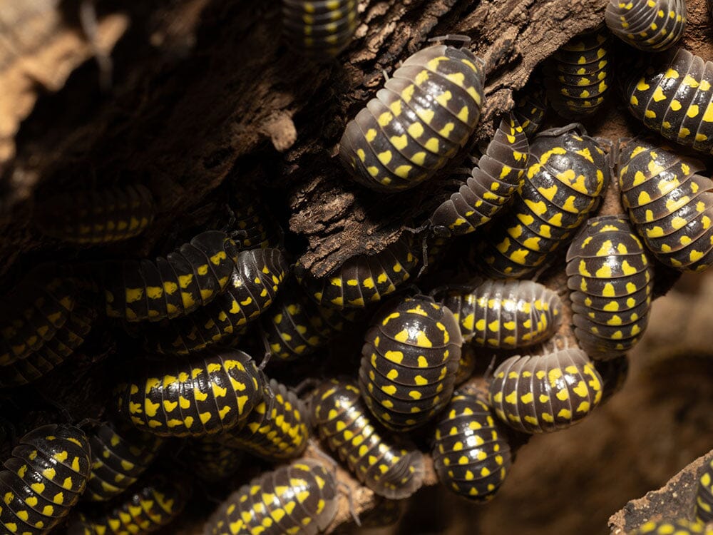 "High Yellow Spotted Giant" isopods (Armadillidium Gestroi) - Image 4