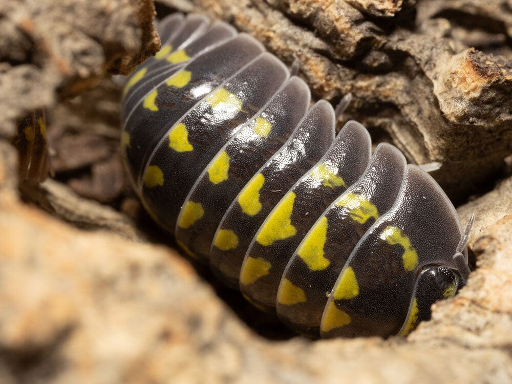 "High Yellow Spotted Giant" isopods (Armadillidium Gestroi) - Image 5