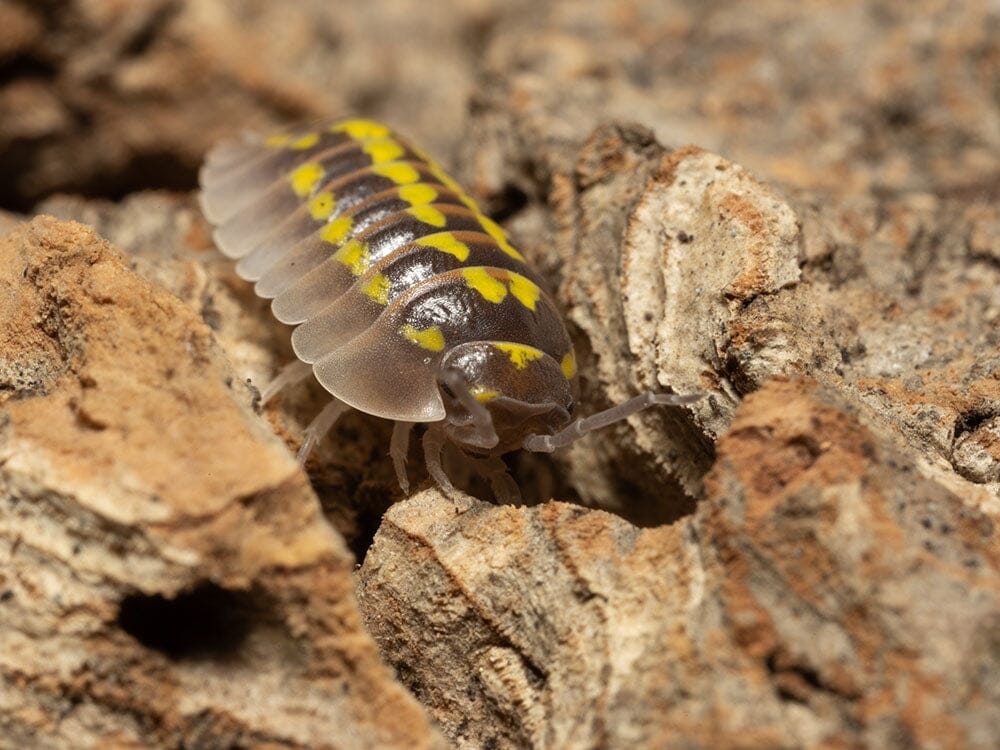 "High Yellow Spotted Giant" isopods (Armadillidium Gestroi) - Image 6