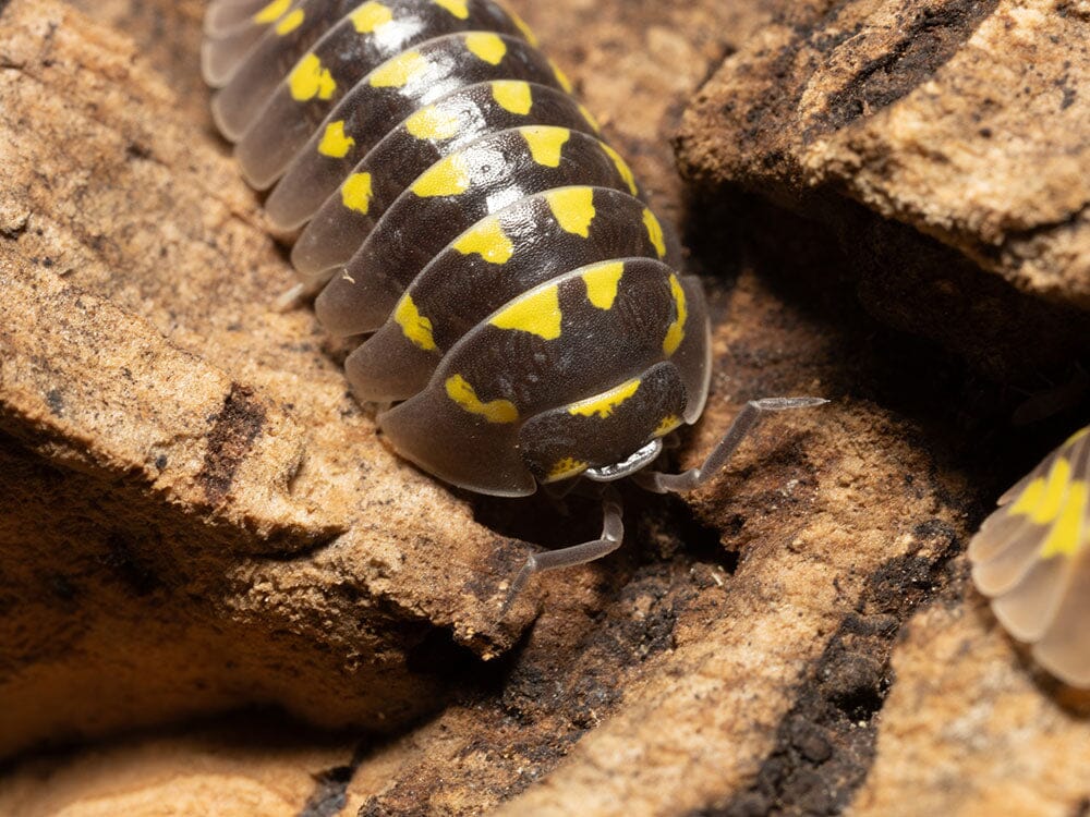 "High Yellow Spotted Giant" isopods (Armadillidium Gestroi) - Image 7