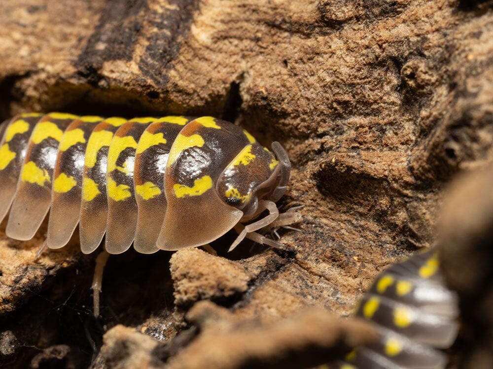 "High Yellow Spotted Giant" isopods (Armadillidium Gestroi) - Image 8