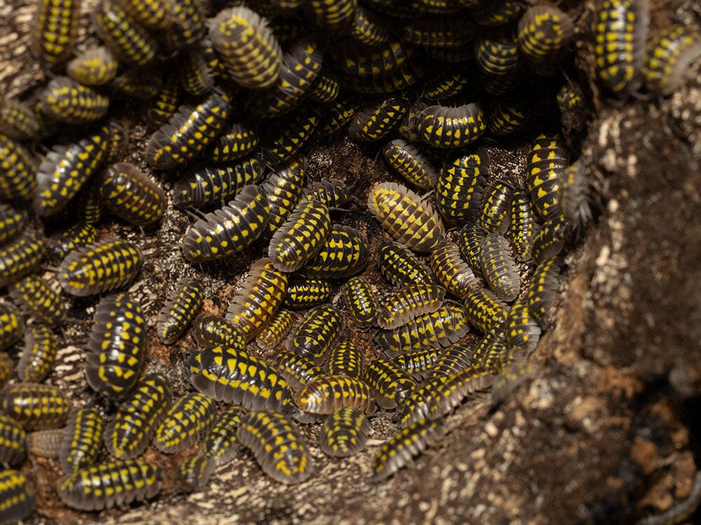 "High Yellow Spotted Giant" isopods (Armadillidium Gestroi) - Image 9