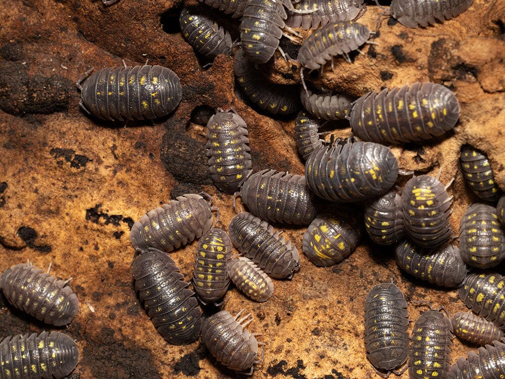 "Granulated" Isopods (Armadillidium Granulatum)