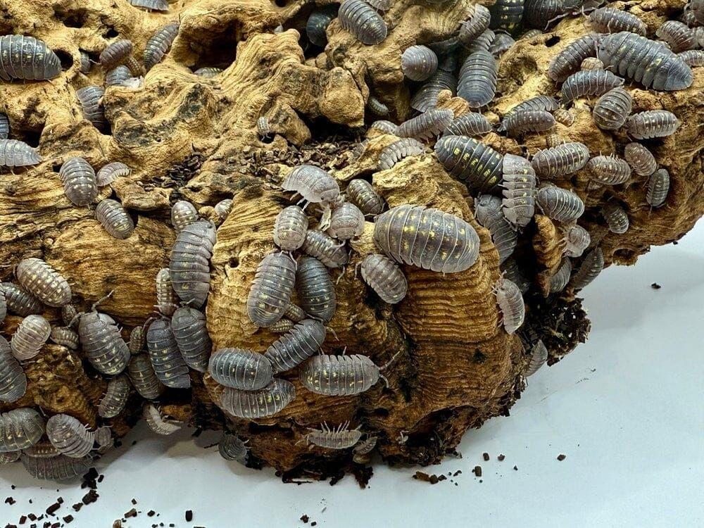 "Granulated" Isopods (Armadillidium Granulatum) - Image 2