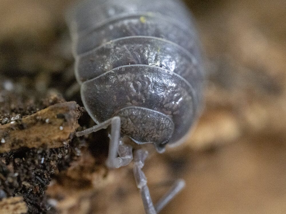 "Wild Type" Isopod (Porcellio Leavis) 10ct - Image 2