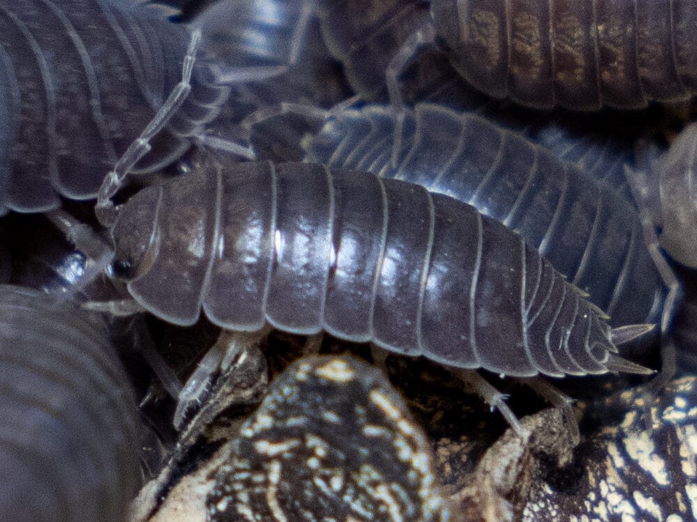 "Wild Type" Isopod (Porcellio Leavis) 10ct - Image 3