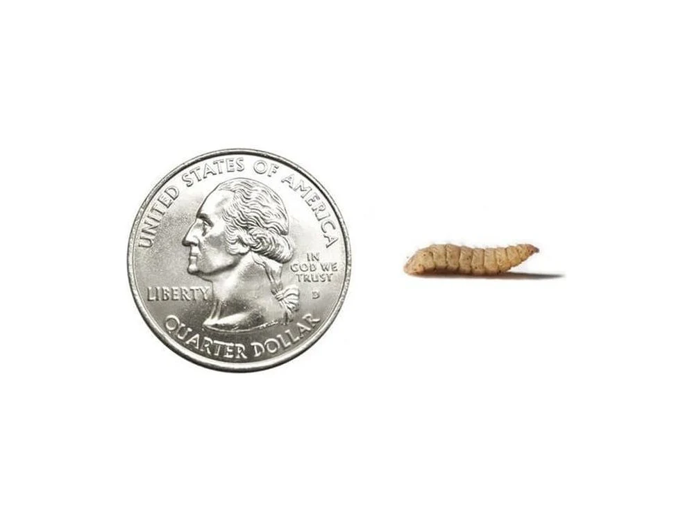 Fly Larvae - Image 19