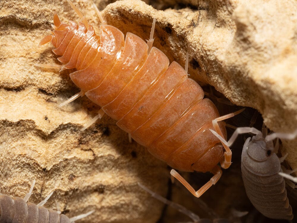 "Powder Mix" Isopods (Porcellionides pruinosus) - Image 3