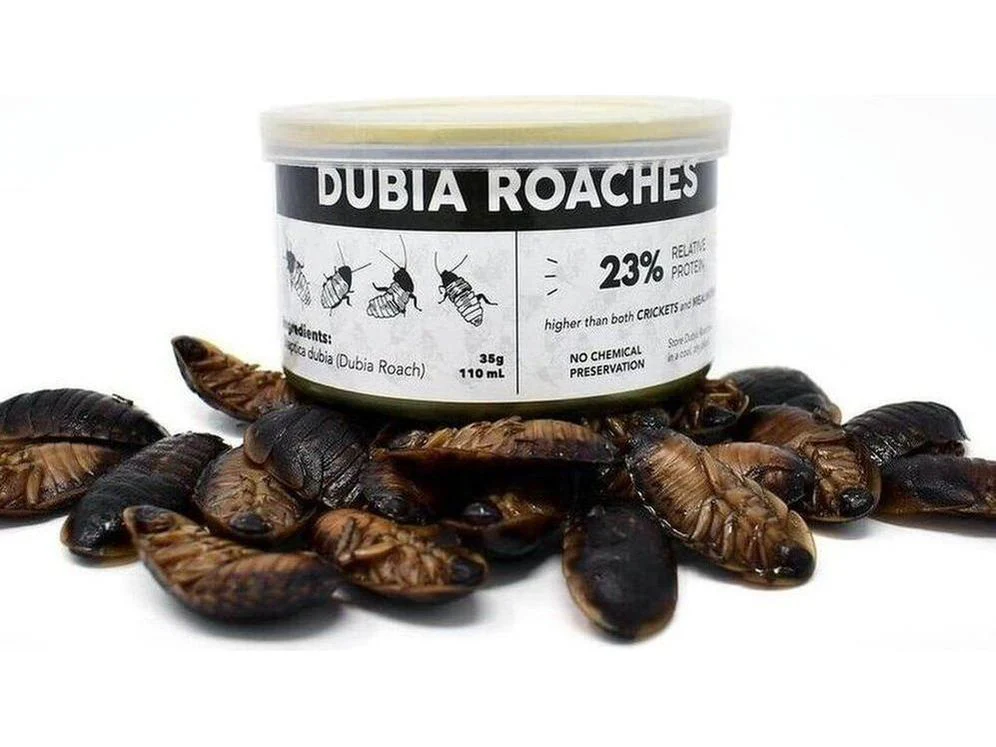 Canned Dubia