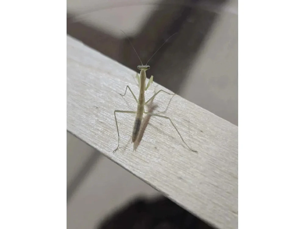 Chinese Praying Mantis (Tenodera sinensis) - Image 3