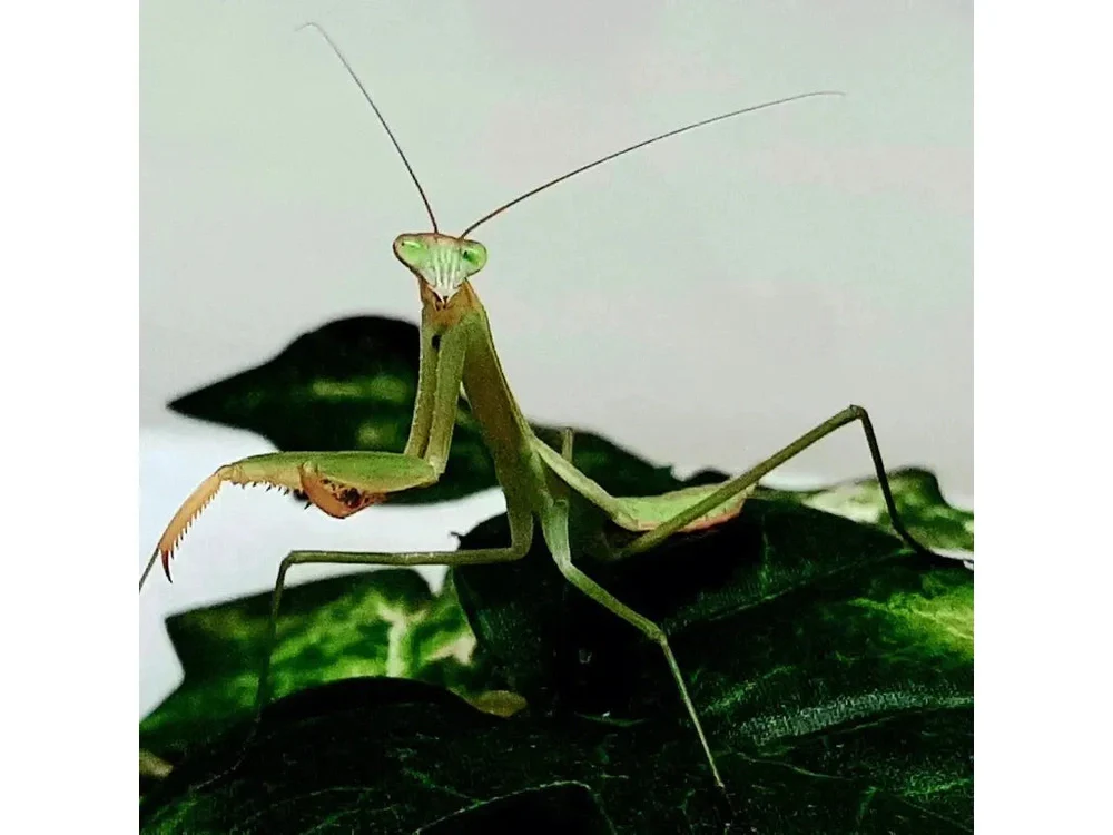 Chinese Praying Mantis (Tenodera sinensis) - Image 4