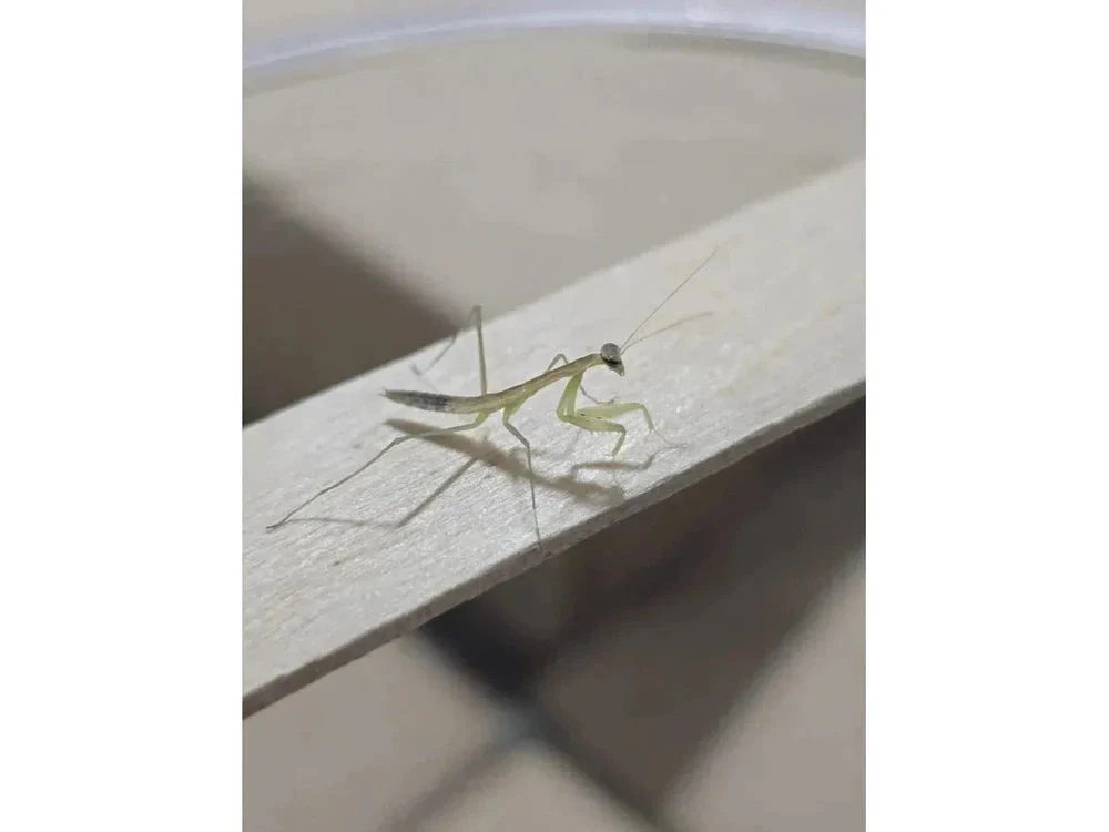 Chinese Praying Mantis (Tenodera sinensis) Free Shipping - Image 5