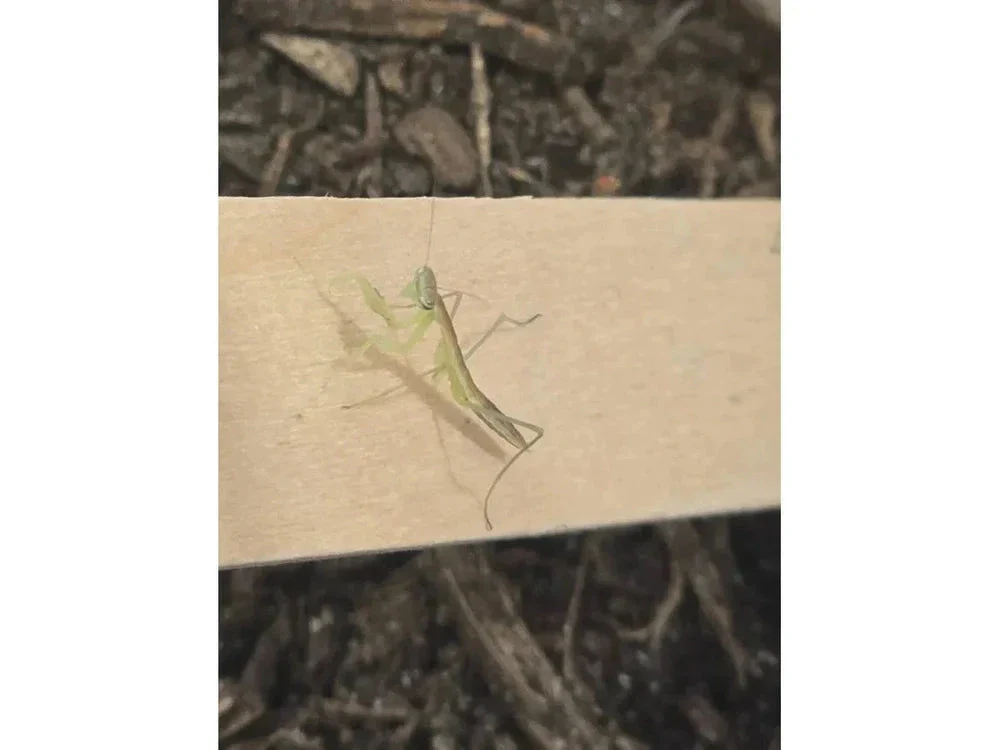 Chinese Praying Mantis (Tenodera sinensis) Free Shipping - Image 6