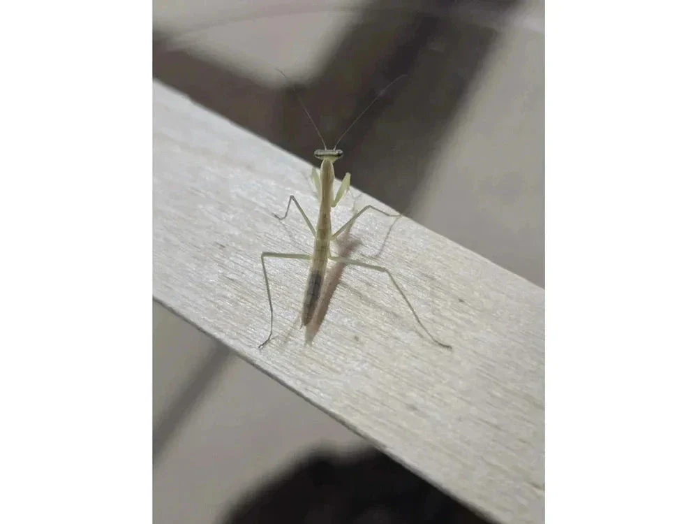Chinese Praying Mantis (Tenodera sinensis) Free Shipping - Image 7
