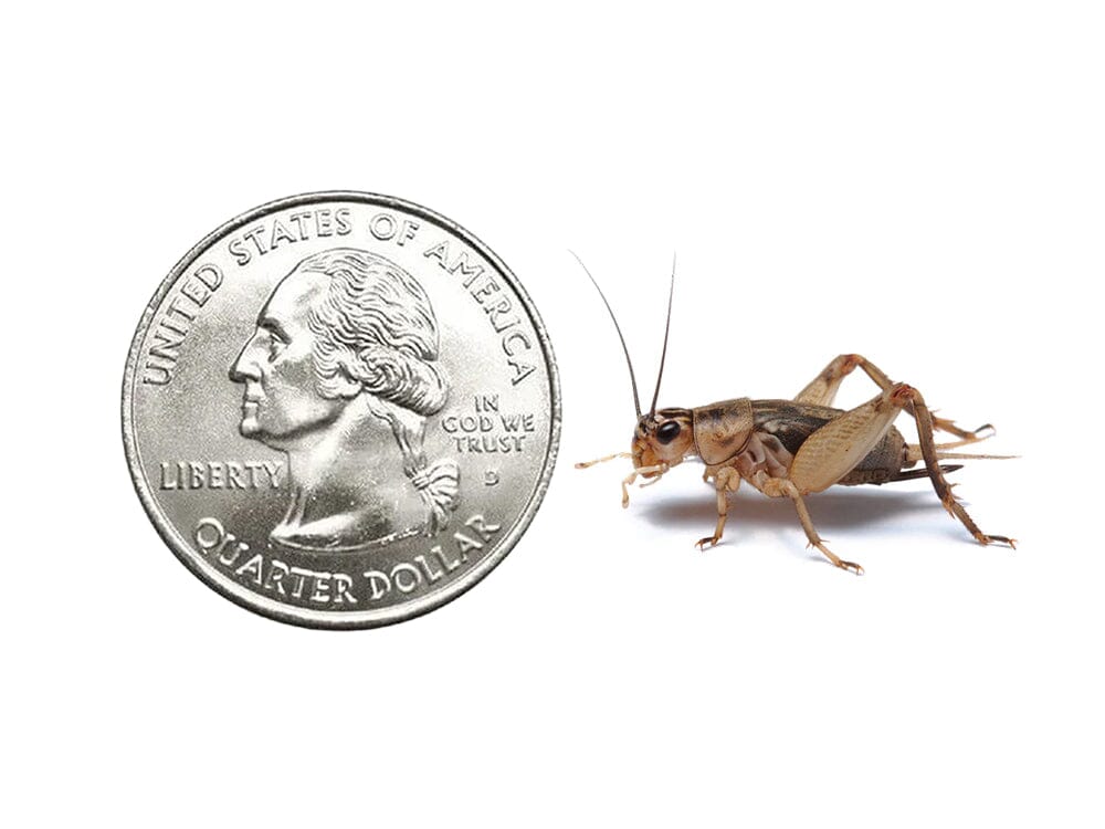 Crickets - Image 2