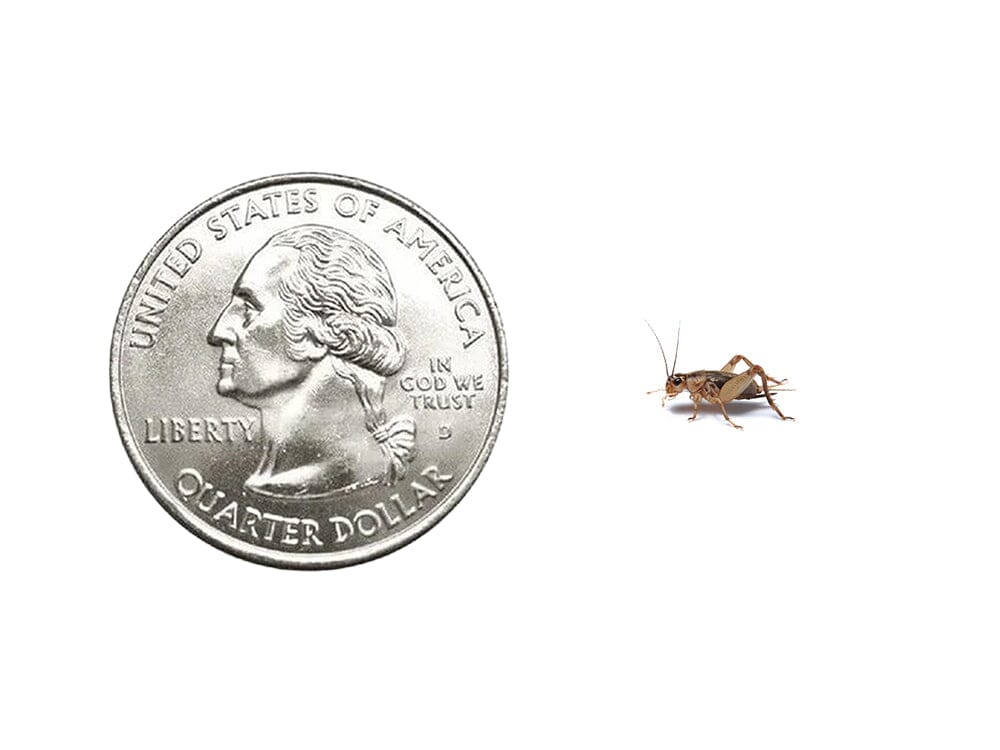 Crickets - Image 4