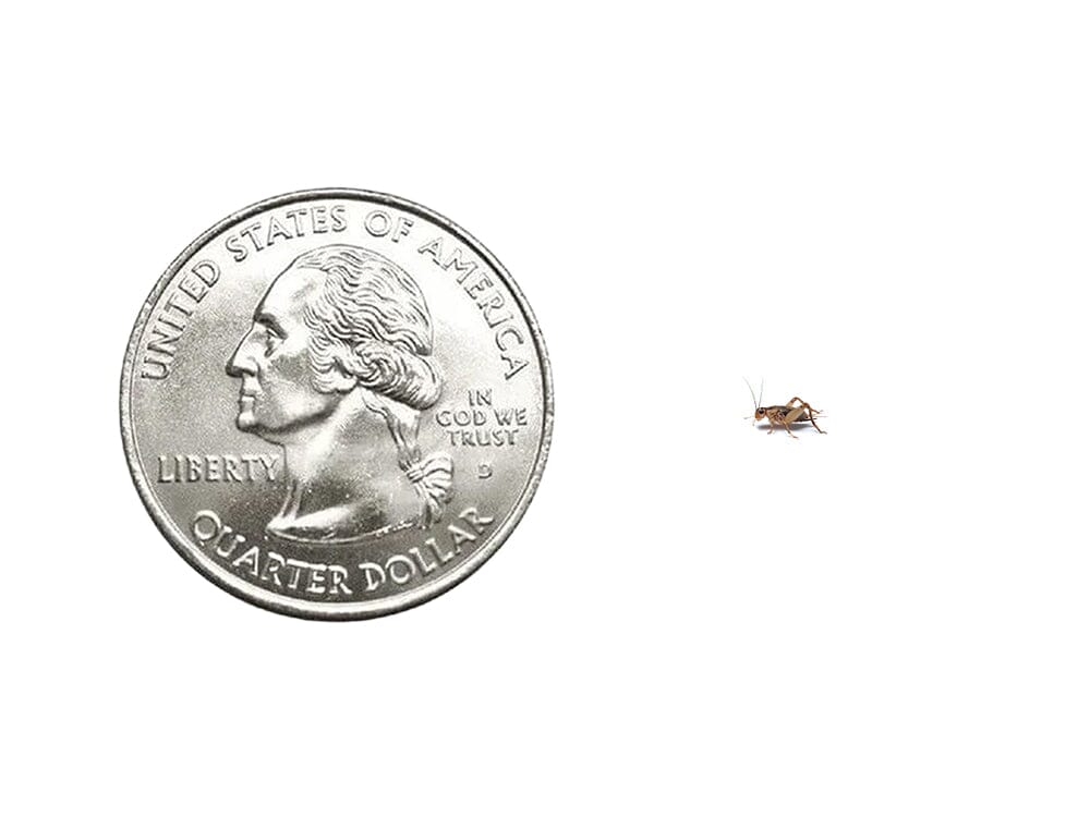 Crickets - Image 5