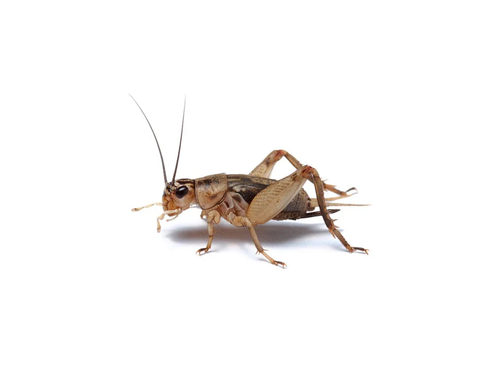 Crickets - Image 6