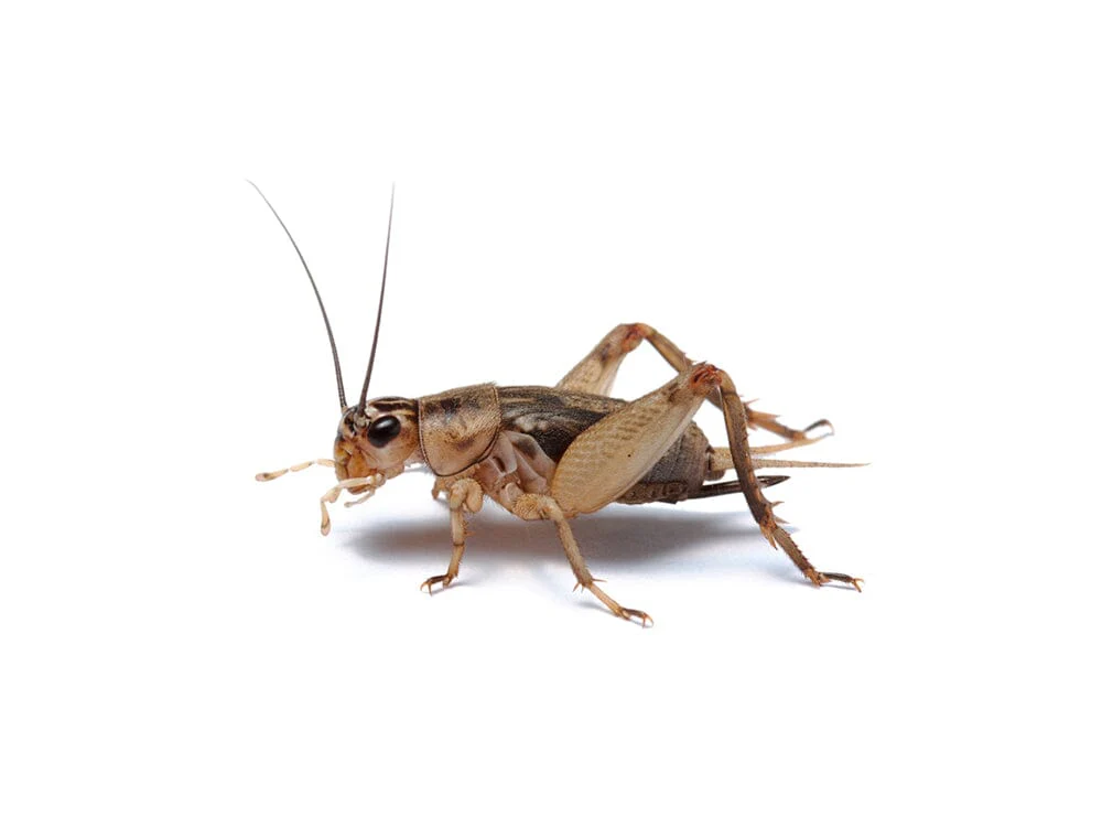 Crickets - Image 7