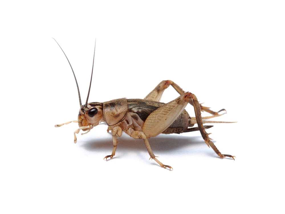 Crickets - Image 8