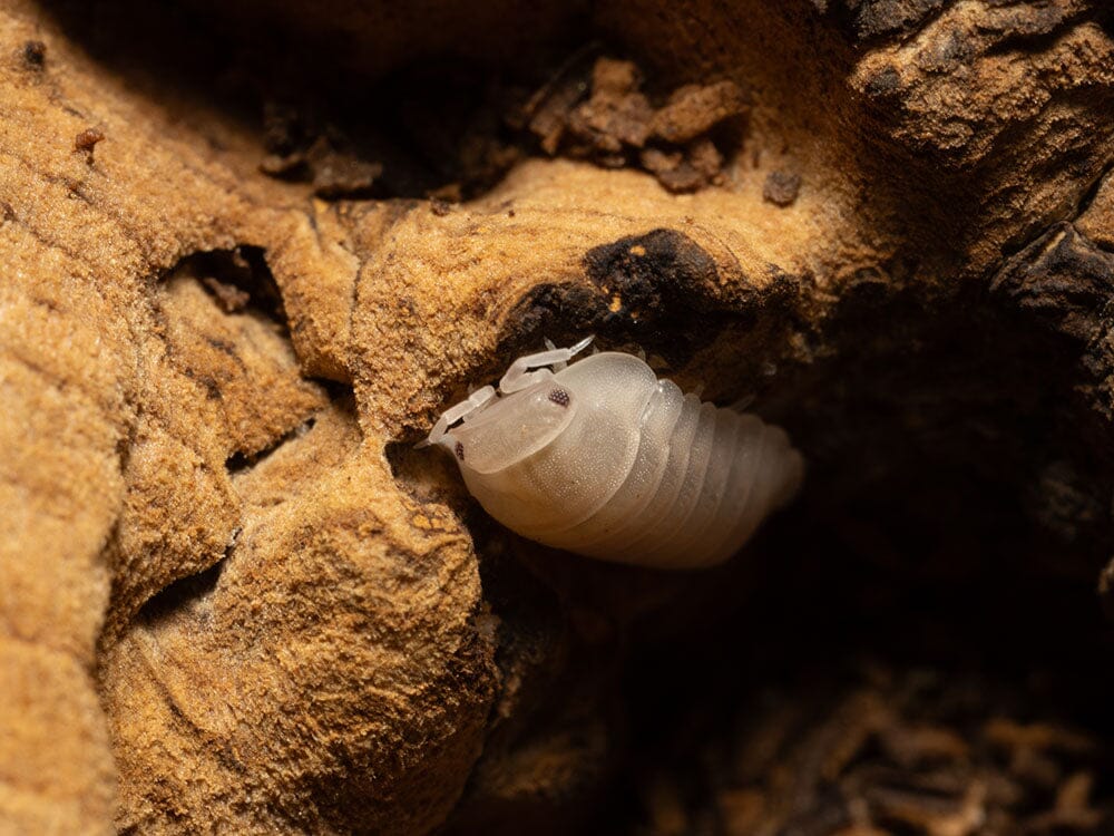 "Papaya" Isopods (Cubaris Murina) - Image 10