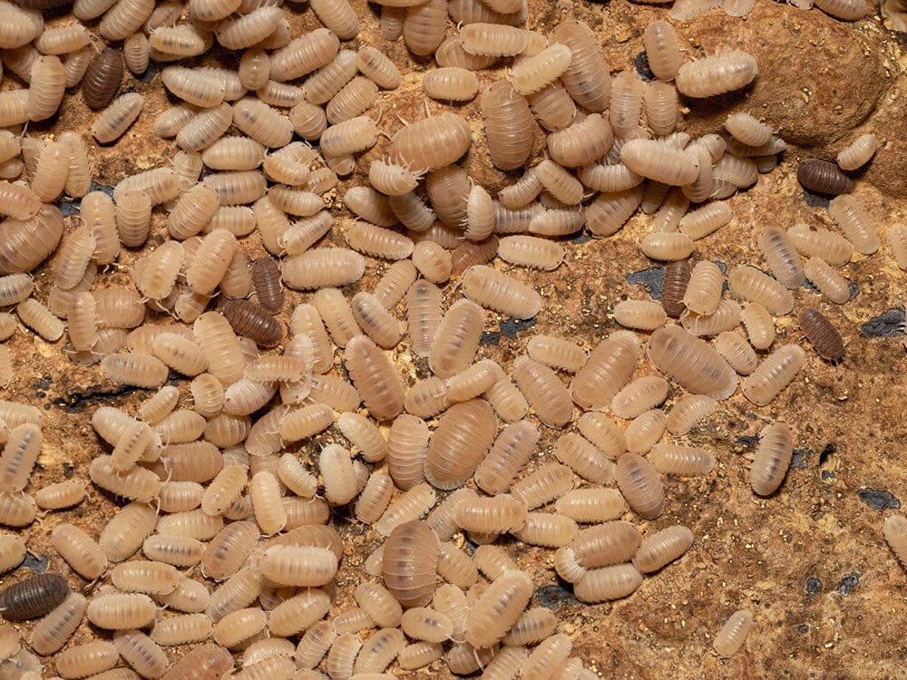 "Papaya" Isopods (Cubaris Murina) - Image 4