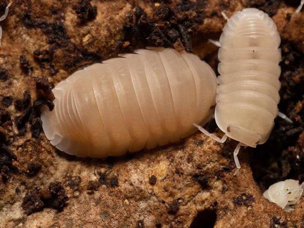 "Papaya" Isopods (Cubaris Murina) - Image 5