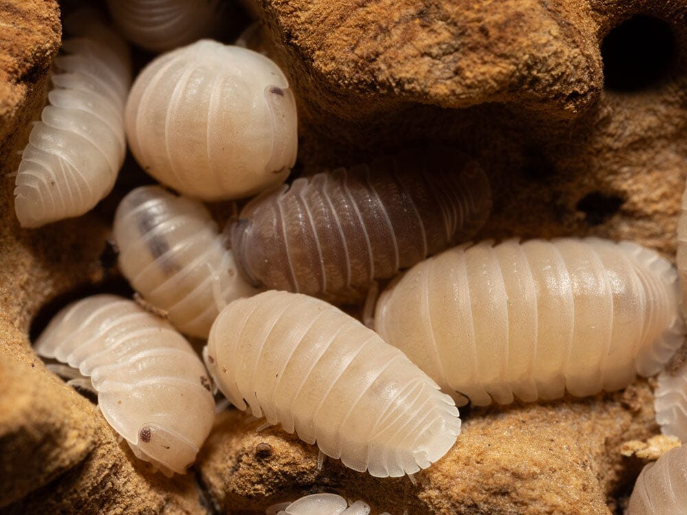 "Papaya" Isopods (Cubaris Murina) - Image 7