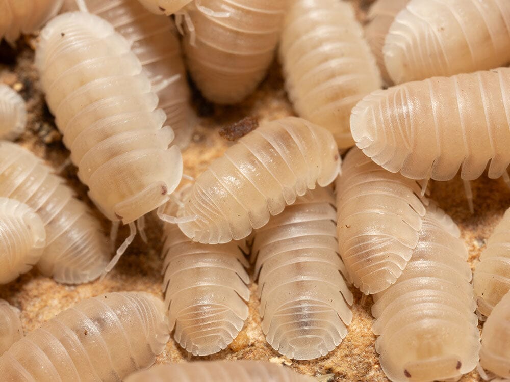 "Papaya" Isopods (Cubaris Murina) - Image 8