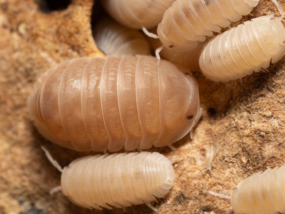 "Papaya" Isopods (Cubaris Murina) - Image 9