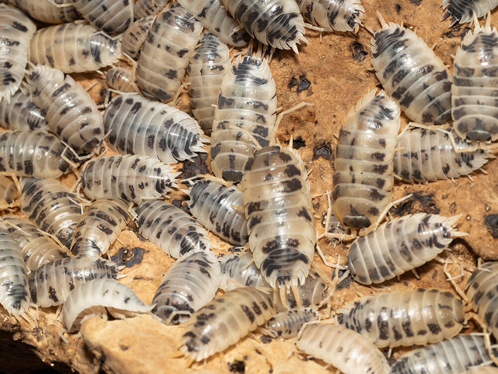 "Dairy Cow" Isopods (Porcellio laevis) - Image 3