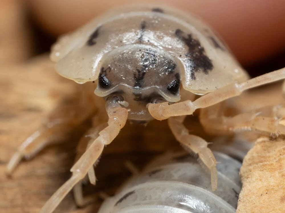 "Dairy Cow" Isopods (Porcellio laevis) - Image 4