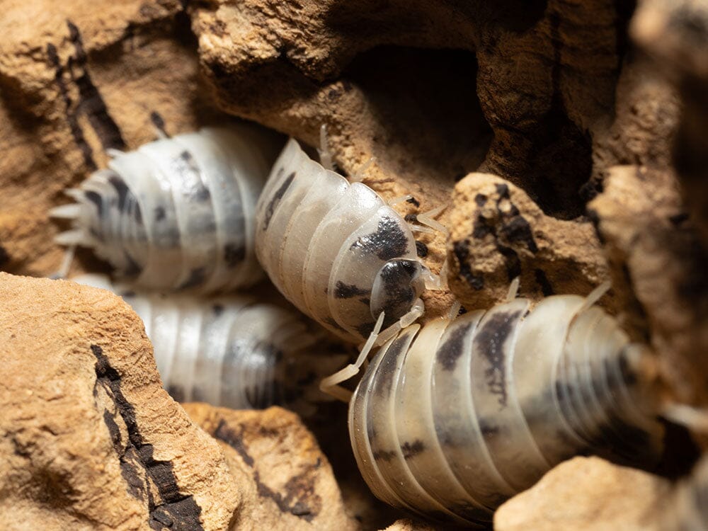 "Dairy Cow" Isopods (Porcellio laevis) - Image 5