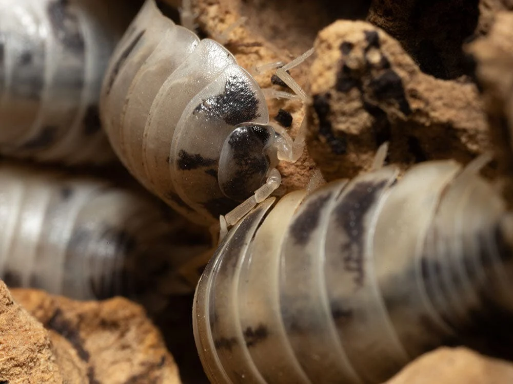 "Dairy Cow" Isopods (Porcellio laevis) - Image 6
