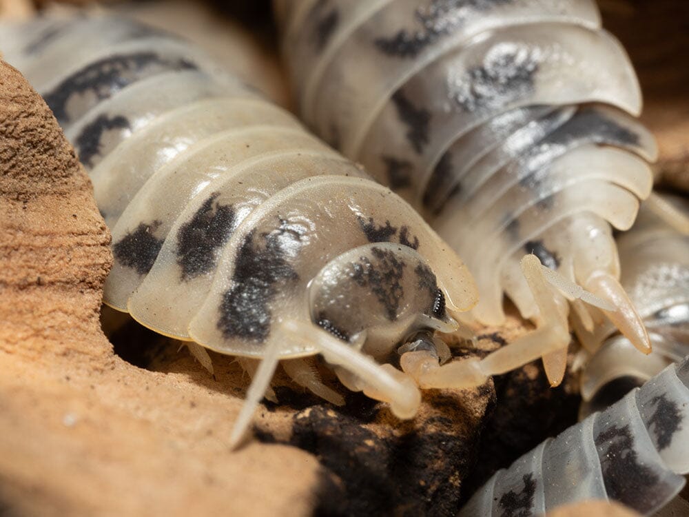 "Dairy Cow" Isopods (Porcellio laevis) - Image 7