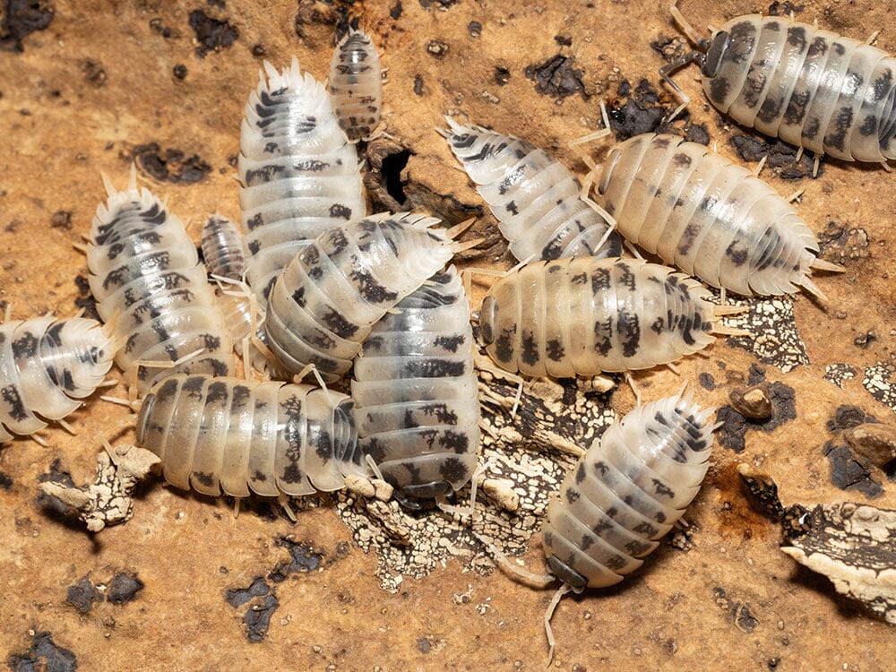 "Dairy Cow" Isopods (Porcellio laevis) - Image 8