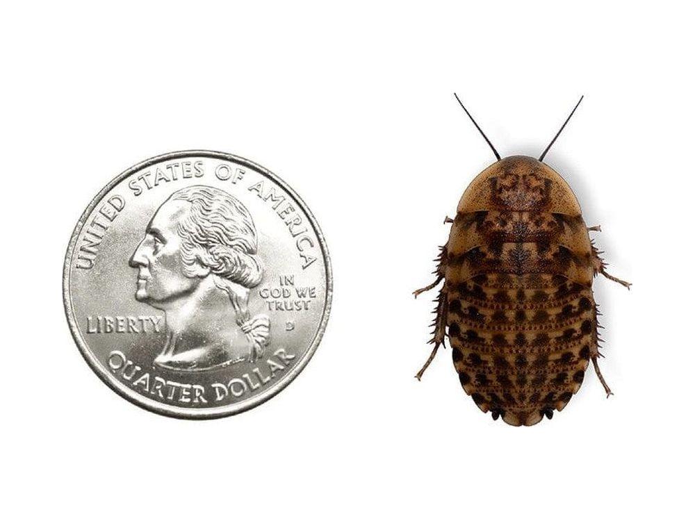 Discoid Roaches - Florida Legal - Image 3