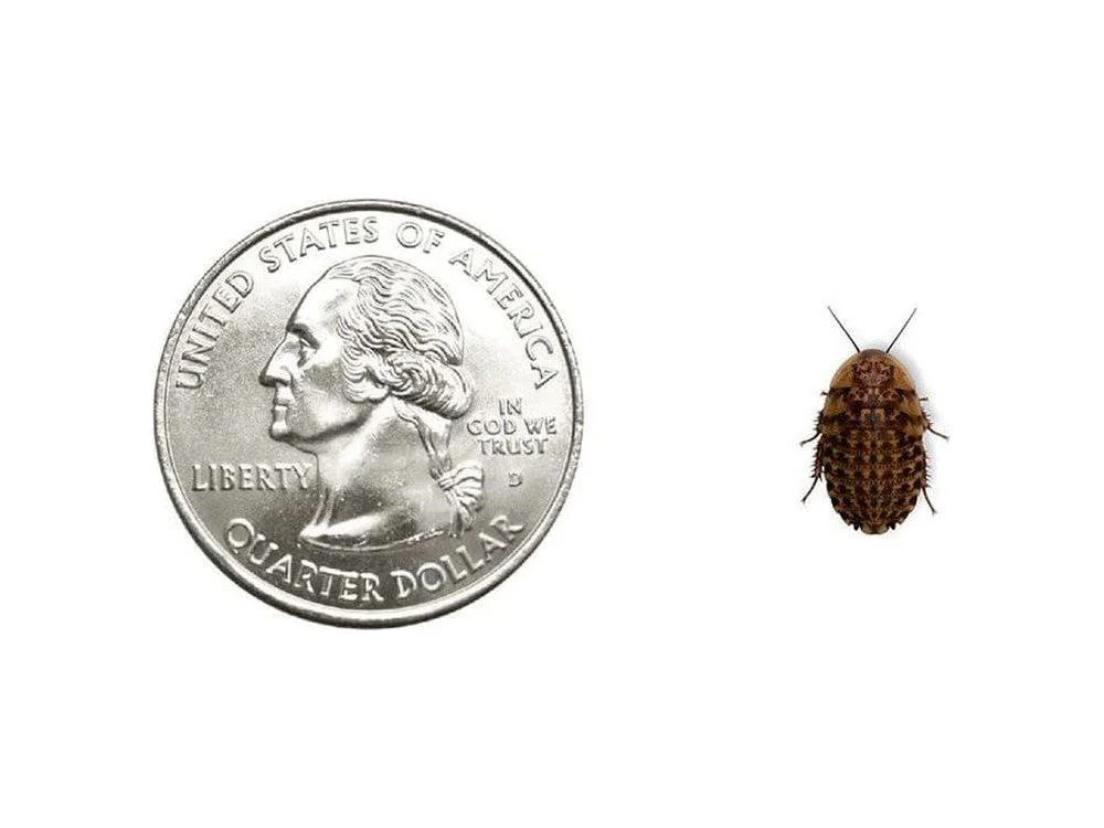 Discoid Roaches - Florida Legal - Image 4