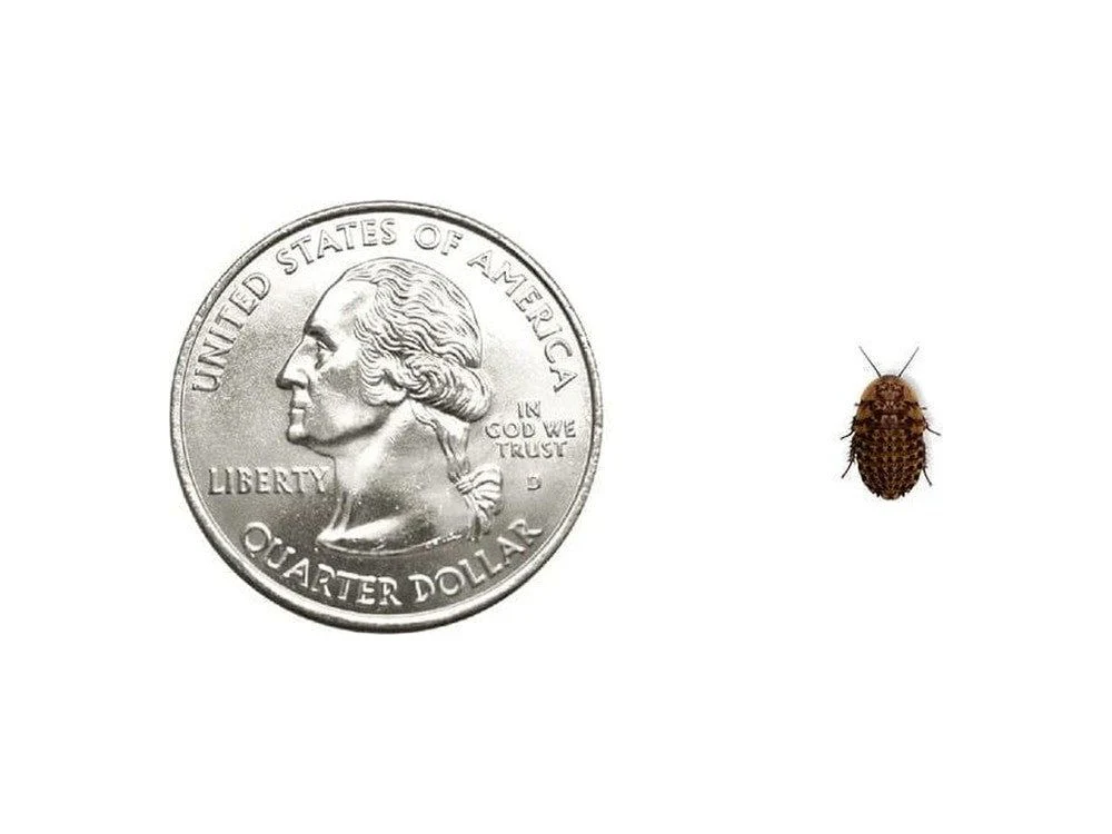 Discoid Roaches - Florida Legal - Image 5
