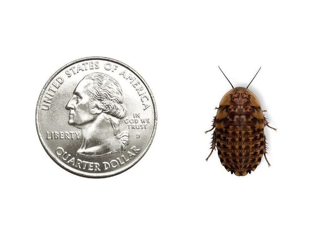 Discoid Roaches - Florida Legal - Image 6