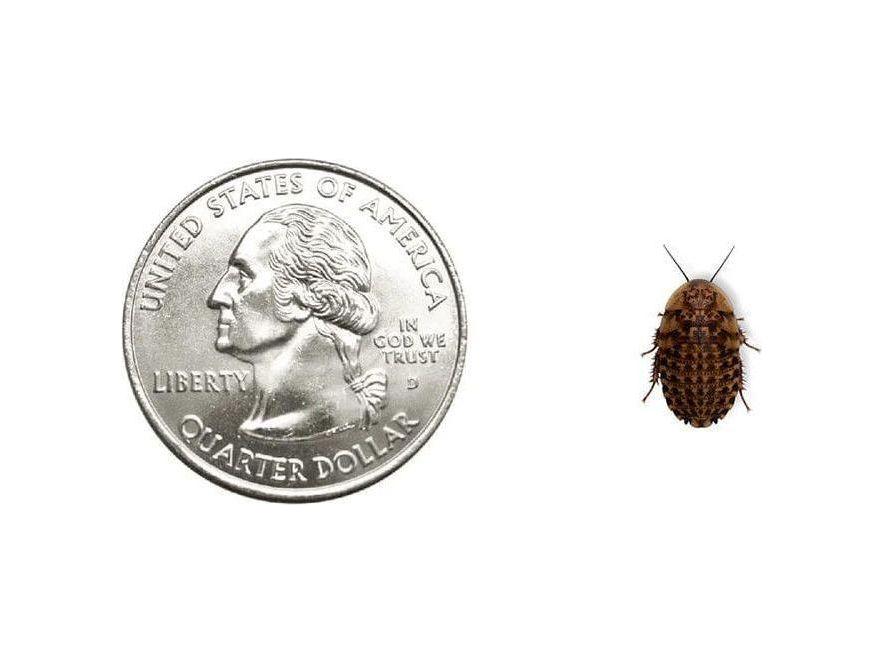Discoid Roaches FREE SHIPPING - Image 3