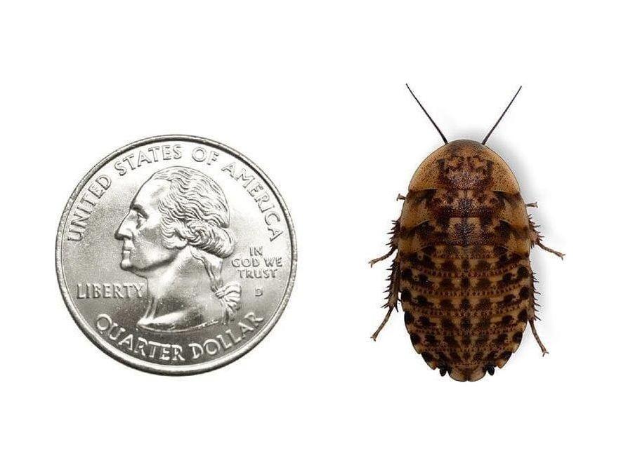 Discoid Roaches FREE SHIPPING - Image 4