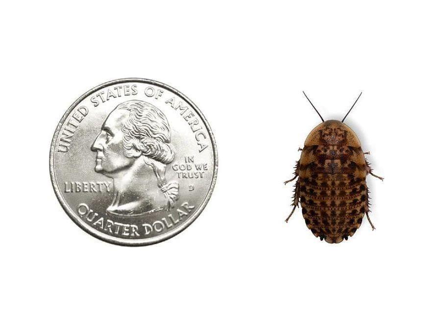 Discoid Roaches FREE SHIPPING - Image 6